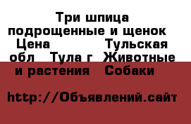 Три шпица подрощенные и щенок › Цена ­ 8 000 - Тульская обл., Тула г. Животные и растения » Собаки   